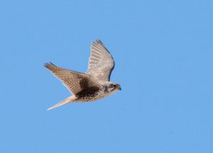 Prairie Falcon in Flight