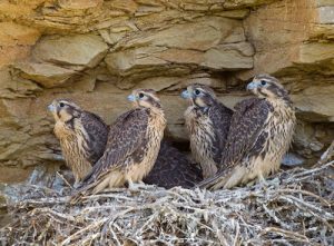 Prairie Falcons