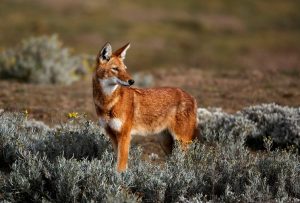 The Ethiopian Wolf