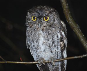 Western Screech Owl