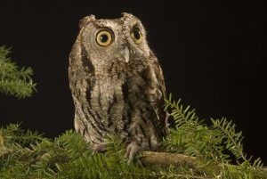 Western Screech Owl Bird