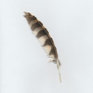 Western Screech Owl Feather