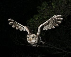 Western Screech Owl Flying