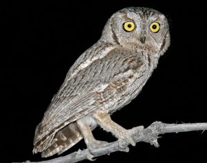 Western Screech Owl Images