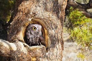 Western Screech Owl Nest