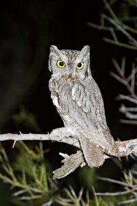 Western Screech Owl Pictures