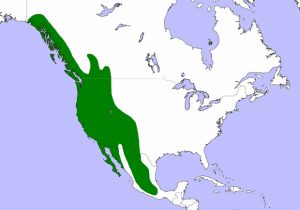 Western Screech Owl Range