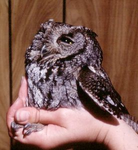 Western Screech Owl Size