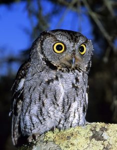 Western Screech Owls