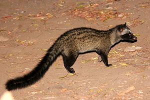 Asian Palm Civet