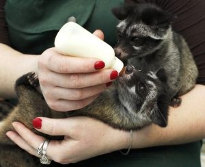 Asian Palm Civet Babies