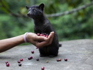 Asian Palm Civet Baby