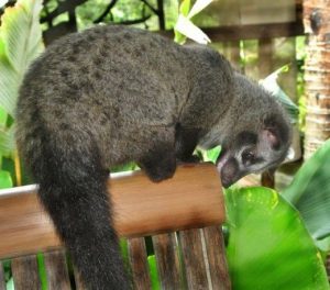 Asian Palm Civet Cat