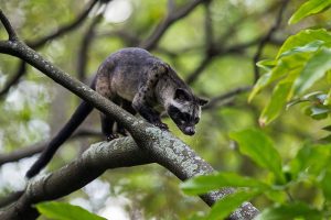 Asian Palm Civet Images