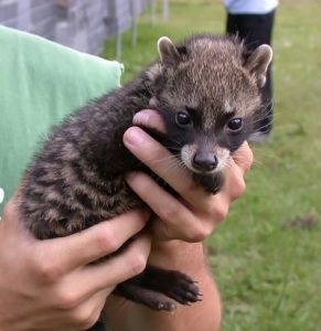 Asian Palm Civet Pet