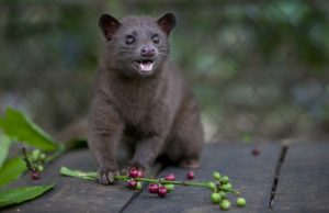 Asian Palm Civet Photos