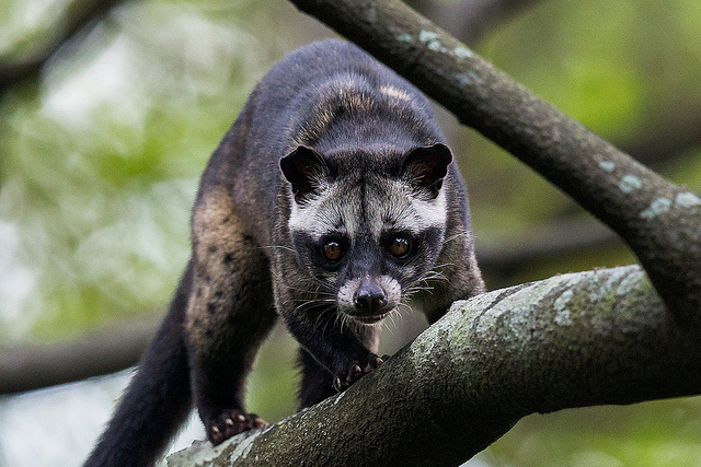 Asian Palm Civet Facts, Habitat, Diet, Life Cycle, Baby, Pictures
