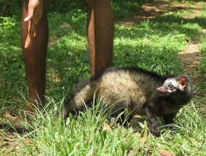 Asian Palm Civets