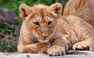 Asiatic Lion Baby