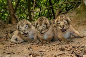 Asiatic Lion Cubs