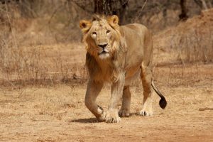 Asiatic Lion Photos