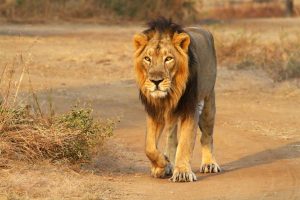 Asiatic Lion Pictures