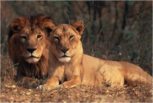 Asiatic Lions