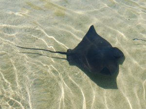 Baby Bat Ray