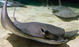 Bat Ray