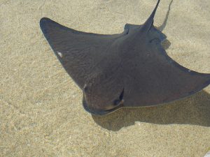 Bat Ray Fish