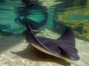 Bat Ray Images