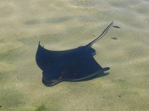 Bat Ray Pictures