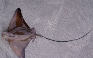 Bat Ray Sting