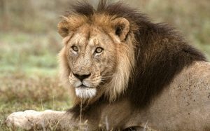 Images of Asiatic Lion