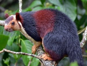 Indian Giant Squirrel