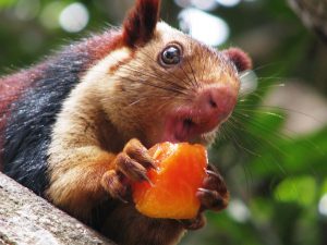 Indian Giant Squirrel Eating