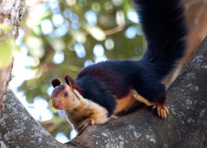 Indian Giant Squirrel Images