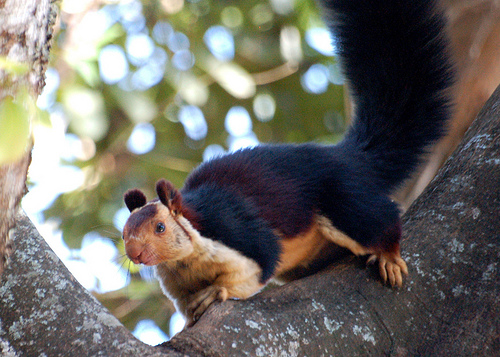 Indian Giant Squirrel Facts, Range, Diet, Pictures
