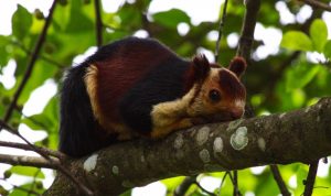 Indian Giant Squirrel Photos