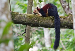 Indian Giant Squirrel Tail