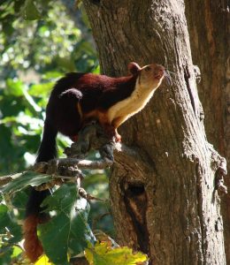 Indian Giant Squirrel Teeth