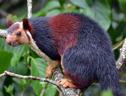 Indian Giant Squirrel Facts, Range, Diet, Pictures