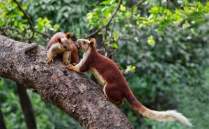 Indian Giant Squirrels