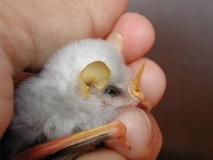 Baby Honduran White Bat