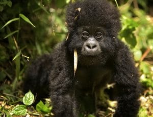 Baby Mountain Gorilla