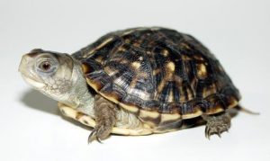 Baby Ornate Box Turtle