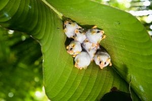 Honduran White Bat Images