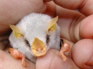 Honduran White Bat Pet