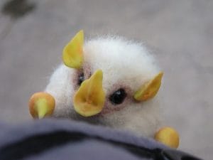 Honduran White Bat Pictures