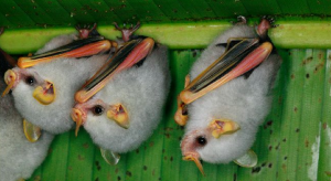 Honduran White Bats